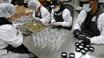Employees trim green buds at the NUG cannabis company headquarters in Oakland, Calif., on Thursday, Jan. 23, 2020. John Oram is the CEO of NUG. Jane Tyska/Digital First Media/East Bay Times via Getty Images