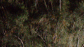 Immigrant walk up from the bank of the Rio Grande after being smuggled into the United States on April 15, 2021 in Roma, Texas. Photo by John Moore/Getty Images