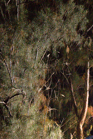 Immigrant walk up from the bank of the Rio Grande after being smuggled into the United States on April 15, 2021 in Roma, Texas. Photo by John Moore/Getty Images