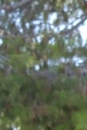 Courtesy of The Pearl Post