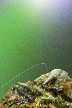 Art by Stephany Torres for Remezcla