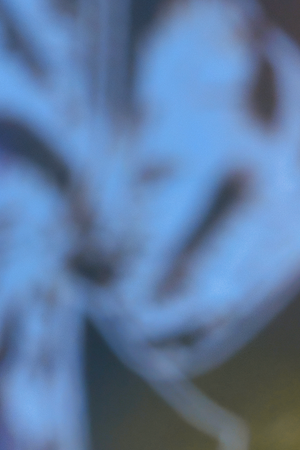 Photo by Erniel Rodriguez.