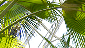 Courtesy of San Antonio Botanical Gardens