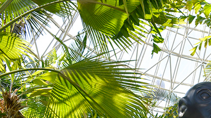 Courtesy of San Antonio Botanical Gardens