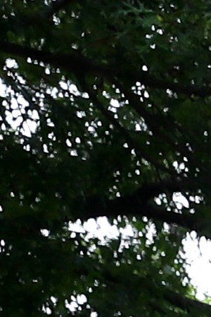 CAMBRIDGE, MASSACHUSETTS - JULY 08: A view of Harvard Yard on the campus of Harvard University on July 08, 2020 in Cambridge, Massachusetts. Harvard and Massachusetts Institute of Technology have sued the Trump administration for its decision to strip international college students of their visas if all of their courses are held online.  (Photo by Maddie Meyer/Getty Images)