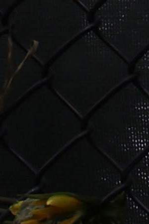 Signs and flowers hang on the memorial site of the collapsed 12-story Champlain Towers South condo building on July 10, 2021 in Surfside, Florida. With the death toll currently at 86 people, search and rescue personnel continue their recovery efforts as more grow concerned about the air quality in Surfside. Photo by Anna Moneymaker/Getty Images