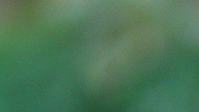 UNIVERSAL CITY, CALIFORNIA - JUNE 26: Actress Cree Cicchino visits Hallmark's "Home & Family" at Universal Studios Hollywood on June 26, 2019 in Universal City, California. (Photo by Paul Archuleta/Getty Images)