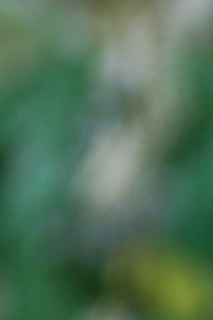 UNIVERSAL CITY, CALIFORNIA - JUNE 26: Actress Cree Cicchino visits Hallmark's "Home & Family" at Universal Studios Hollywood on June 26, 2019 in Universal City, California. (Photo by Paul Archuleta/Getty Images)