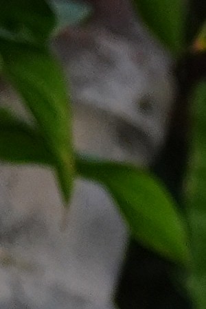 Courtesy of Facebook.