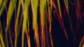 DJ Snake, Ozuna, Megan Thee Stallion, LISA of BLACKPINK - SG (Official Music Video)