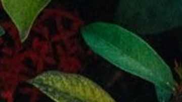 Photo by José Rozon.