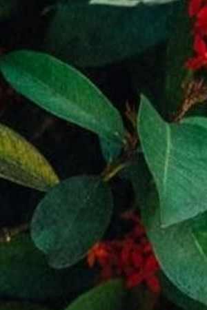 Photo by José Rozon.