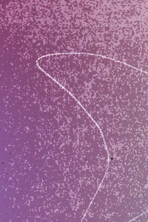 Art by Stephany Torres