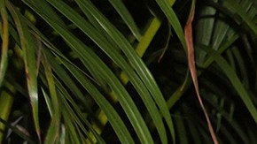 MIAMI, FL - JULY 21:  Christopher Velez, Richard Camacho, Erick Brian Colon and Zabdiel De Jesus of the musical group CNCO are seen on July 21, 2021 in Miami, Florida.  (Photo by Alexander Tamargo/GC Images)