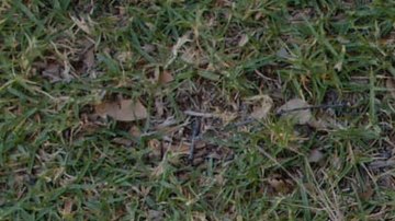 Mija Film Review
