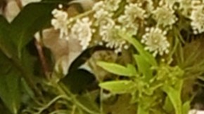 LONDON, ENGLAND - MARCH 13: Eiza Gonzalez attends the British Vogue and Tiffany & Co. Fashion and Film Party 2022 at Annabel's on March 13, 2022 in London, England. (Photo by David M. Benett/Dave Benett/Getty Images)