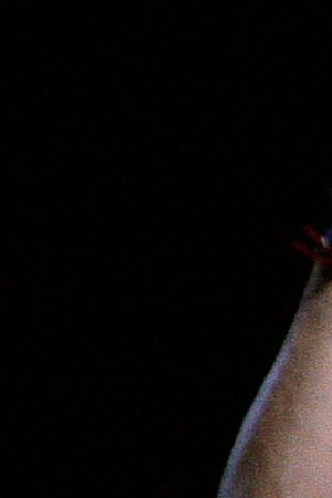 RBD_Perroni_Back_“S.H.E.A.”