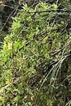 Murph's Life Foundation