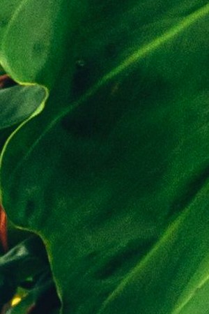 Si Me La Haces_Yatra