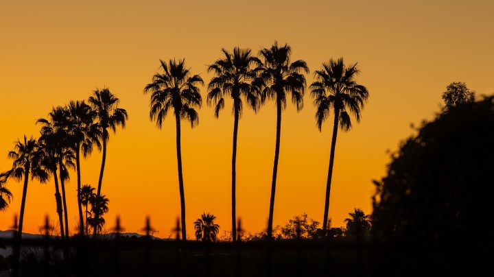 PALM SPRINGS, CA - MARCH 7:  Palm trees silhouetted against an orange sunrise are viewed on March 7, 2022 in Palm Springs, California. Palm Springs is a city of nearly 50,000 that has become an important tourist destination for the LGBTQ community as well as a relaxed environment for older retirees. This desert resort city is located 2 hours east of Los Angeles in Riverside County within the Colorado Desert's Coachella Valley. (Photo by George Rose/Getty Images)