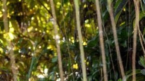 Yahritza Martinez_'Qué Agonía'