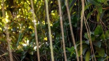 Yahritza Martinez_'Qué Agonía'