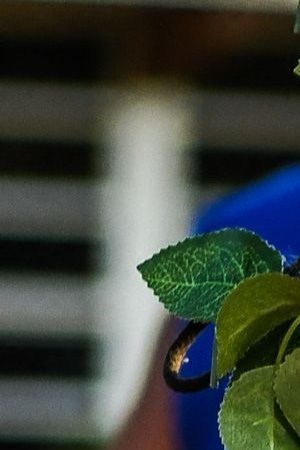 A photo of Irma Garcia, 48, who died in the mass shooting, is placed at a makeshift memorial at Robb Elementary School in Uvalde, Texas, on May 30, 2022. - Grieving families were to hold the first funerals Tuesday for Texas shooting victims one week after a school massacre left 19 children and two teachers dead, with President Joe Biden vowing to push for stricter US gun regulation. Mourners attended wakes in the town of Uvalde on Monday for some of the child victims gunned down by a local 18-year-old man who was then killed by police. (Photo by CHANDAN KHANNA / AFP) (Photo by CHANDAN KHANNA/AFP via Getty Images)
