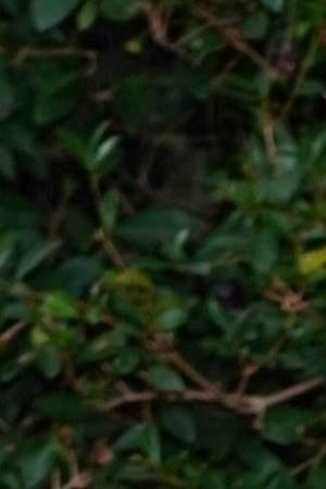 LAS VEGAS, NEVADA - NOVEMBER 14: Michael Peña attends the 20th annual Latin GRAMMY Awards at MGM Grand Garden Arena on November 14, 2019 in Las Vegas, Nevada. (Photo by Rodrigo Varela/Getty Images for LARAS)