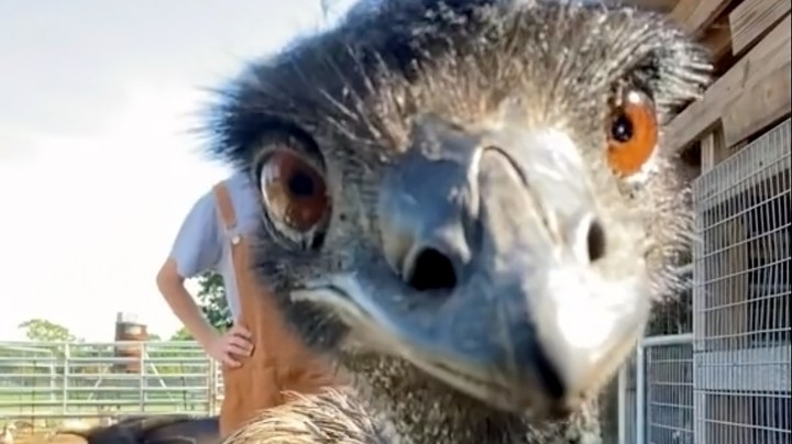 Emmanuel Todd Lopez from Knuckle Bump Farms