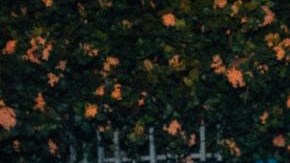 Rauw alejandro_LOKERA