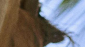 Bad Bunny for latest Adidas collaboration_Tinder