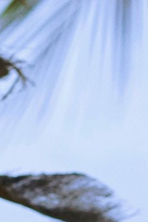 Bad Bunny for latest Adidas collaboration_Tinder