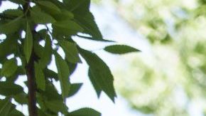WASHINGTON, DC - JUNE 15: Immigration advocates rally to urge Congress to pass permanent protections for DACA recipients and create a pathway to citizenship, near the U.S. Capitol June 15, 2022 in Washington, DC. In 2012, President Barack Obama and his administration introduced the Deferred Action for Childhood Arrivals (DACA) program, protecting eligible immigrants who came to the United States as children from deportation. In 2020, the U.S. Supreme Court upheld the DACA initiative in a 5-4 ruling. (Photo by Drew Angerer/Getty Images)