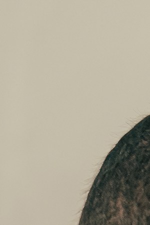 Nanpa Básico Gera MX