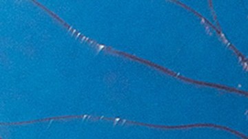 Kali Uchis No Hay Ley