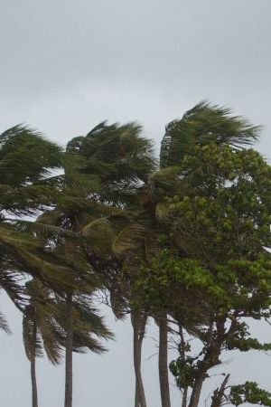 Palm trees blow in the wind in Nagua, Dominican Republic, on September 19, 2022, during the passage of Hurricane Fiona. - Hurricane Fiona made landfall along the coast of the Dominican Republic on Monday, the National Hurricane Center said, after the storm tore through Puerto Rico. (Photo by Erika SANTELICES / AFP) (Photo by ERIKA SANTELICES/afp/AFP via Getty Images)