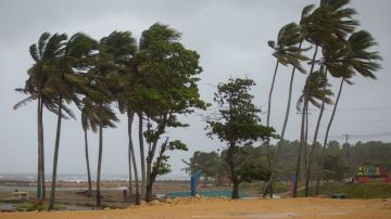 Palm trees blow in the wind in Nagua, Dominican Republic, on September 19, 2022, during the passage of Hurricane Fiona. - Hurricane Fiona made landfall along the coast of the Dominican Republic on Monday, the National Hurricane Center said, after the storm tore through Puerto Rico. (Photo by Erika SANTELICES / AFP) (Photo by ERIKA SANTELICES/afp/AFP via Getty Images)