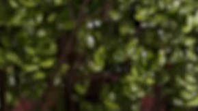 Rosie Perez in Sesame Street