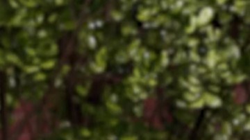 Rosie Perez in Sesame Street