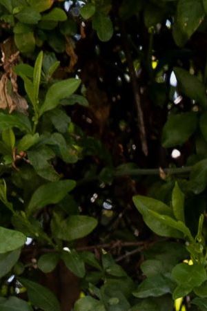 UNSPECIFIED: In this image released on April 22, host Melissa Villaseñor behind the scenes of the 2021 Film Independent Spirit Awards at Post 43 in Los Angeles, California. (Photo by Emma McIntyre/Getty Images for Film Independent)