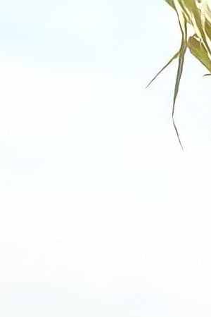 Anahí Juan Gabriel_"Déjame Vivir"