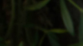 Julieta Venegas_Tu Historia