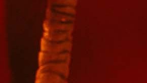 Bad Bunny _Recap_Coachella