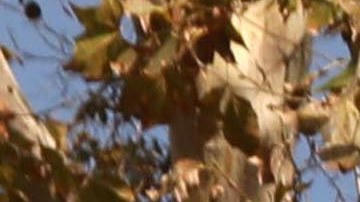 LOS ANGELES, CA -  SEPTEMBER 30, 2022 - - Former semi-truck driver Paul Carrera, 65, stands next to his belongings in Lincoln Park in Lincoln Heights on September 30, 2022.  He has been living homeless since the start of the COVID-19 pandemic.  He and his wife lost their apartment before the pandemic and his wife passed away from COVID-19 in May of 2022 while the pair were living homeless. (Genaro Molina / Los Angeles Times)