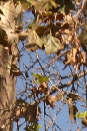 LOS ANGELES, CA -  SEPTEMBER 30, 2022 - - Former semi-truck driver Paul Carrera, 65, stands next to his belongings in Lincoln Park in Lincoln Heights on September 30, 2022.  He has been living homeless since the start of the COVID-19 pandemic.  He and his wife lost their apartment before the pandemic and his wife passed away from COVID-19 in May of 2022 while the pair were living homeless. (Genaro Molina / Los Angeles Times)