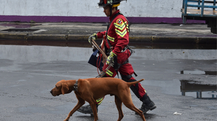 A member of the Mexican K-9 unit and his sniffer dog walk near a flattened building in Mexico City on September 22, 2017 three days after a strong quake hit central Mexico. A powerful 7.1 earthquake shook Mexico City on Tuesday, causing panic among the megalopolis' 20 million inhabitants on the 32nd anniversary of a devastating 1985 quake. / AFP PHOTO / Yuri CORTEZ (Photo credit should read YURI CORTEZ/AFP via Getty Images)