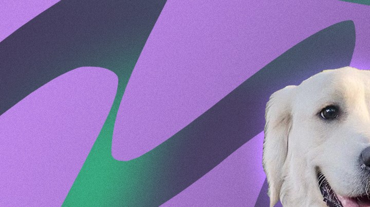 Chilaquil, a Golden Retriever in Mexico going viral on TikTok