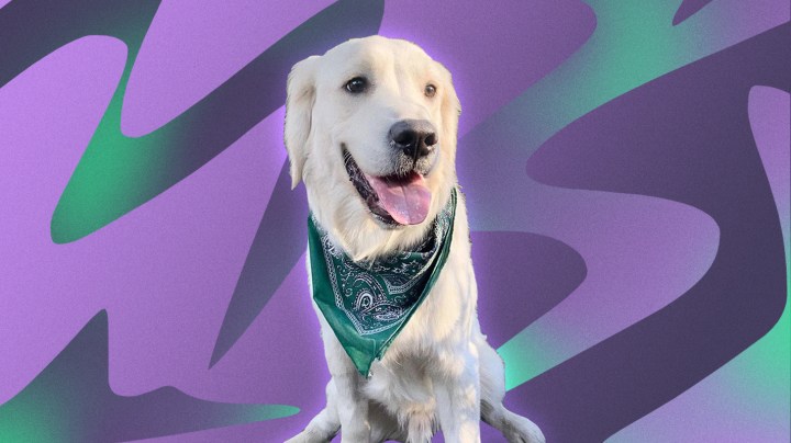 Chilaquil, a Golden Retriever in Mexico going viral on TikTok