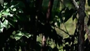 Hippos are seen at the Hacienda Napoles theme park, once the private zoo of drug kingpin Pablo Escobar at his Napoles ranch, in Doradal, Antioquia department, Colombia on September 12, 2020. - Escobar bought four hippos from a zoo in California and flew them to his ranch in the early 1980s. Left to themselves on his Napoles Estate, they bred to become supposedly the biggest wild hippo herd outside Africa -- a local curiosity and a hazard. (Photo by Raul ARBOLEDA / AFP) (Photo by RAUL ARBOLEDA/AFP via Getty Images)