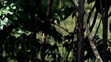 Hippos are seen at the Hacienda Napoles theme park, once the private zoo of drug kingpin Pablo Escobar at his Napoles ranch, in Doradal, Antioquia department, Colombia on September 12, 2020. - Escobar bought four hippos from a zoo in California and flew them to his ranch in the early 1980s. Left to themselves on his Napoles Estate, they bred to become supposedly the biggest wild hippo herd outside Africa -- a local curiosity and a hazard. (Photo by Raul ARBOLEDA / AFP) (Photo by RAUL ARBOLEDA/AFP via Getty Images)